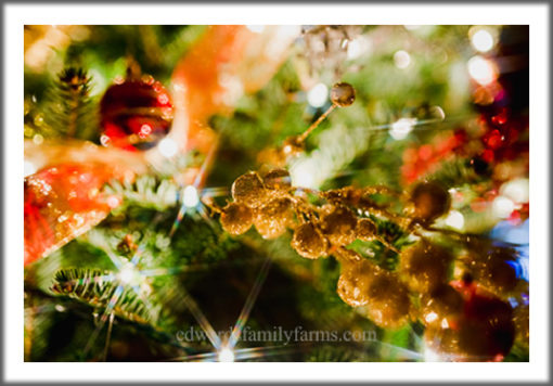 Christmas Tree Farm in Sparta NC