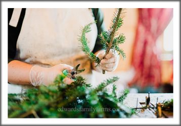 Christmas Tree Farm in Sparta NC